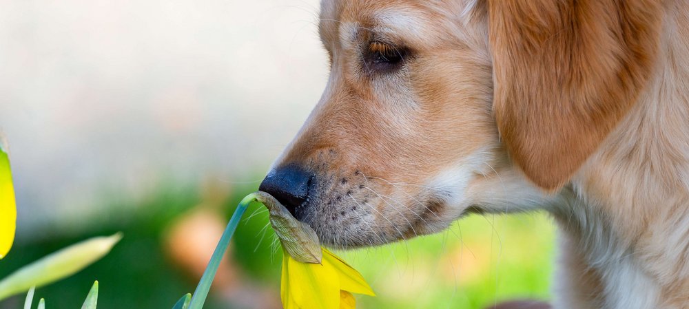 Hund schnüffelt an einer Pflanze
